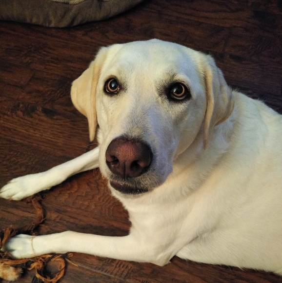 Meet your Posher, Tammy - Picture 1 of 1